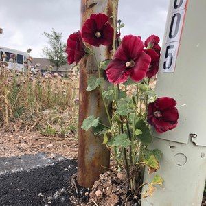 Meet your Posher, Kelli